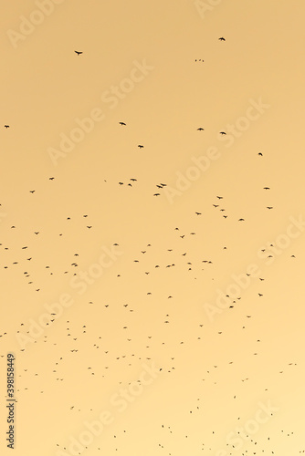 Migrating birds on stunning warm sunset background with vibrant orange red yellow colors and scenery