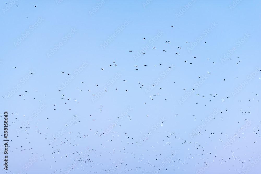 Flock of birds against a blue sky vibrant clear gradient sunny day in Plovdiv, Bulgaria Flock of birds against a blue sky vibrant clear gradient sunny day in Plovdiv, Bulgaria