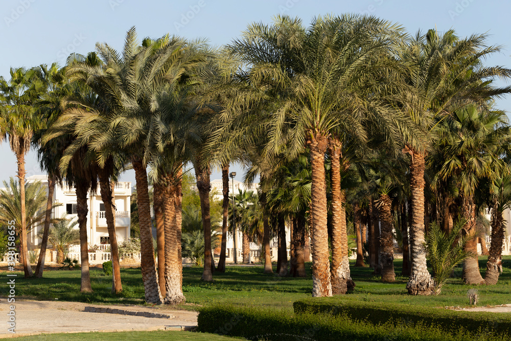 Date palms of the African Egypt. Phoenix (plant).