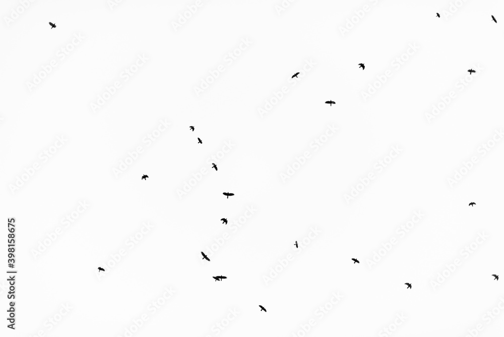 Flock of birds migrating isolated on a white background autumn sky view in Plovdiv, Bulgaria Flock of birds migrating isolated on a white background autumn sky view in Plovdiv, Bulgaria