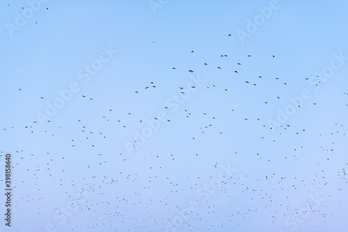 Flock of birds against a blue sky vibrant clear gradient sunny day in Plovdiv, Bulgaria