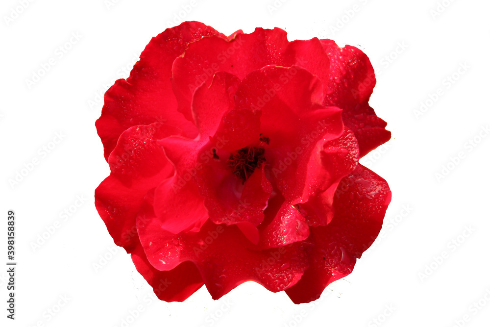 red rose flower beautiful photo object with isolated background