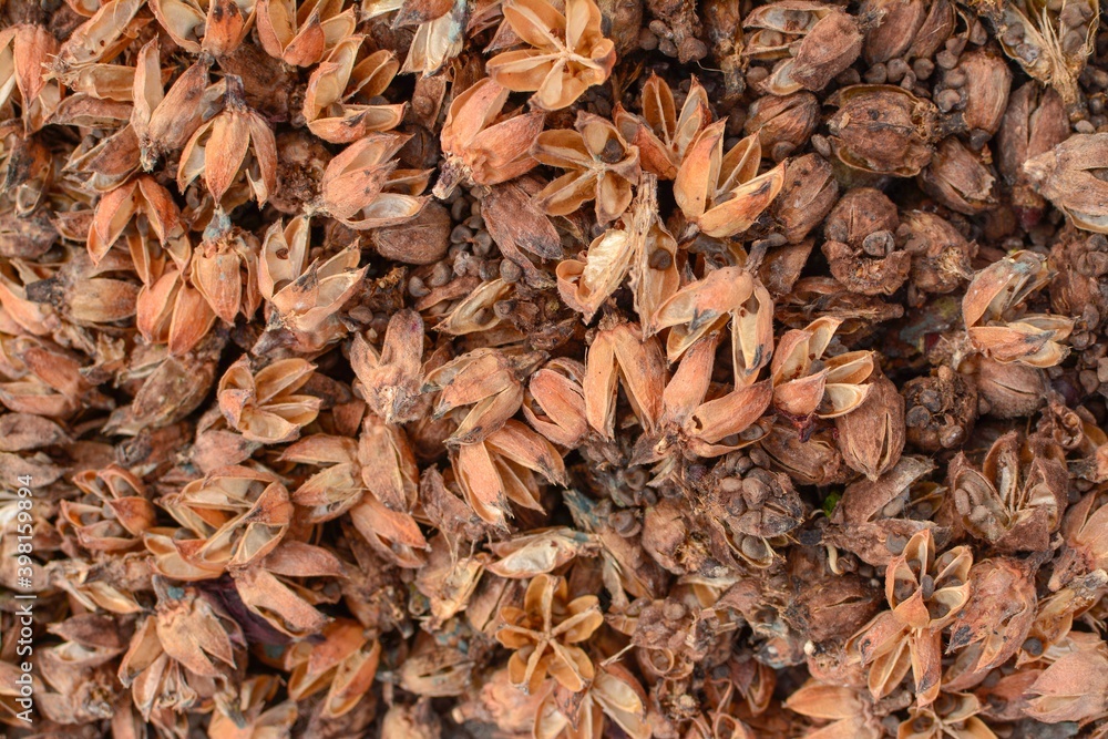 close up Okra seeds close up Okra seeds