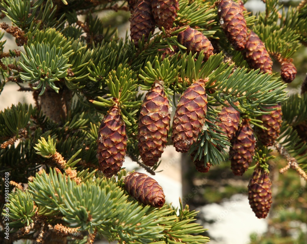 Engelmann Spruce (Picea engelmannii) cones on a tree in Beartooth Mountains, Montana