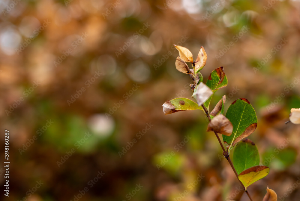 Autumn small branches and fallen leaves in forest at sunny weather with sharp focus and strong bokeh depth of field nature detail Autumn small branches and fallen leaves in forest at sunny weather with sharp focus and strong bokeh depth of field nature detail