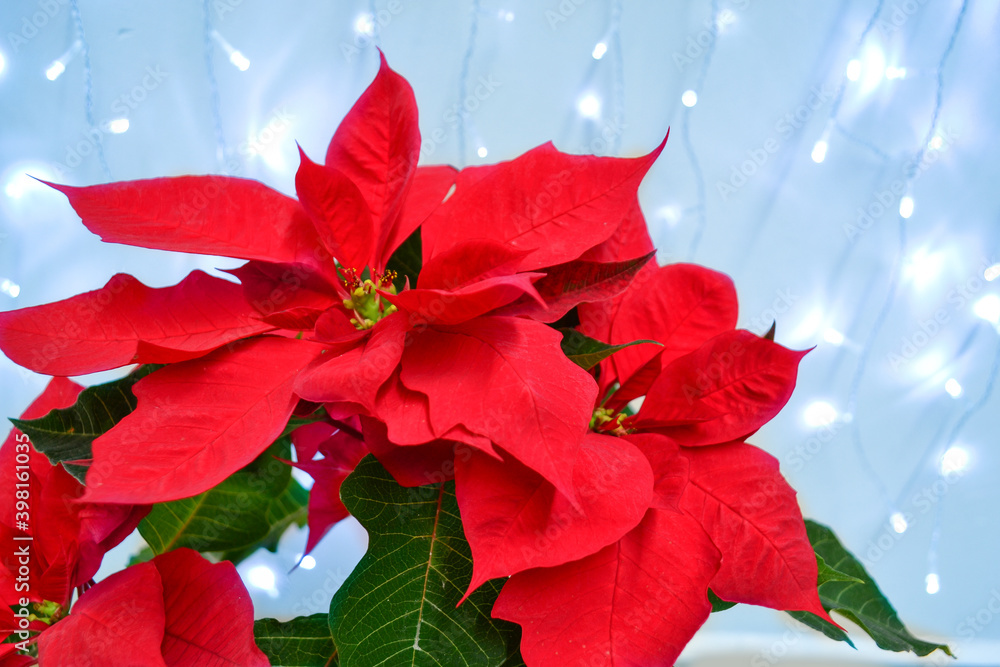 Beautiful poinsettias of red color with lights background.