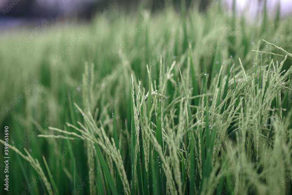 The close background of the green rice fields, the seedlings that are growing, are seen in rural areas as the main occupation of rice farmers who grow rice for sale or living. The close background of the green rice fields, the seedlings that are growing, are seen in rural areas as the main occupation of rice farmers who grow rice for sale or living.