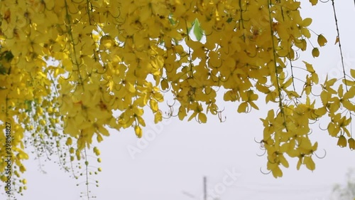 Tropical golden shower blossom or  yellow cassia fistula blooming , Thailand national flowers	