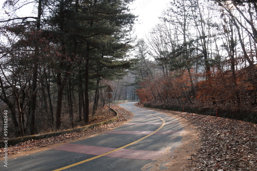 Fototapeta premium road in the woods