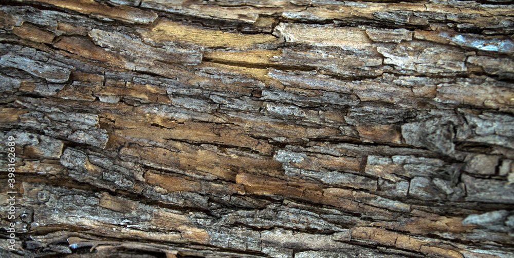 Texture, wood, bark, for background or splash.
Texture, wood, bark, for background or splash.