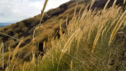 Grass on the mountain moving in the wind
