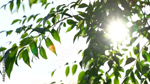 Branches with green leaves against the sky on a Sunny day. The green leaves of the trees flutter in the wind. The beauty of the natural background.