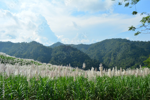 Bright Daylight Sugar Cane Plantation at Nanggulan Yogyakarta