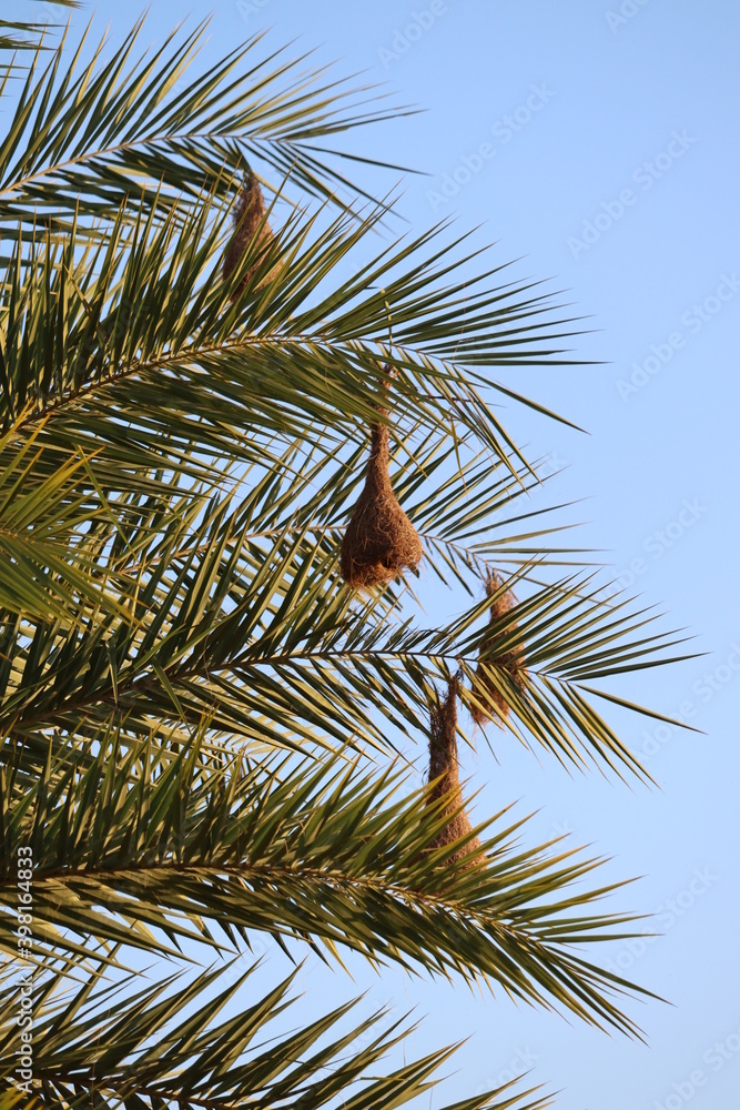 Fototapeta premium The nest of the gazelle