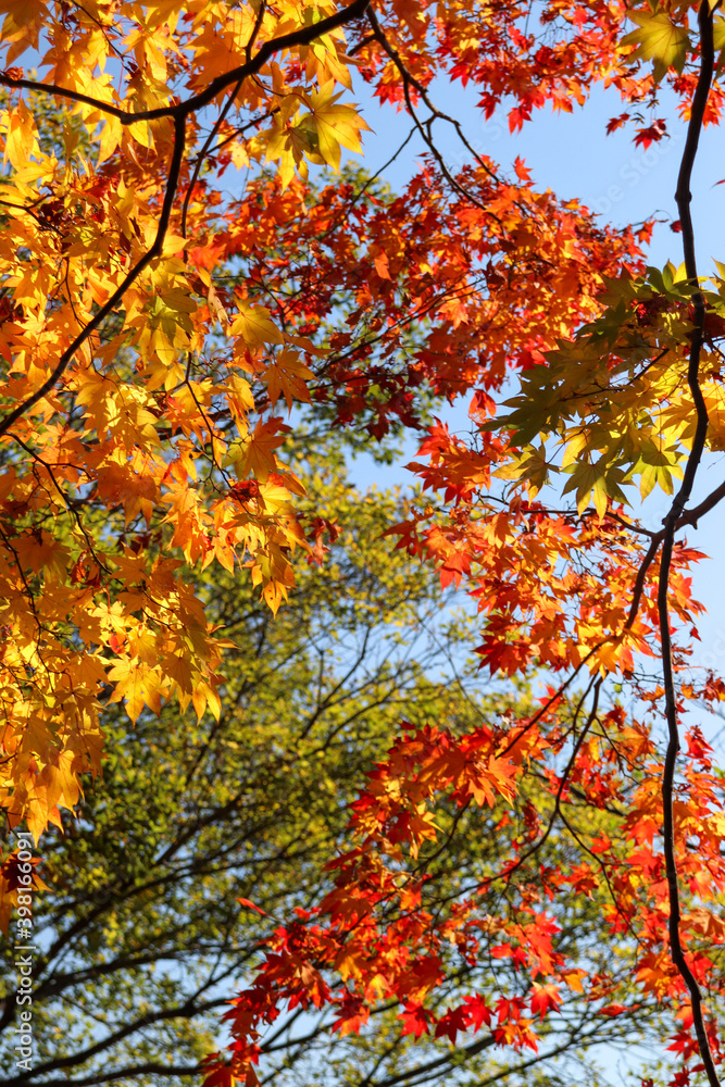 紅葉 もみじ 秋 カラフル 鮮やか オレンジ 美しい