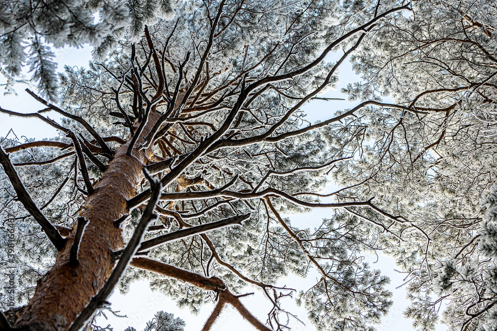 Obraz premium Frozen winter forest in the fog. Close up of a snow-covered pine on a background of a white winter sky, soft focus. Beautiful magic forest