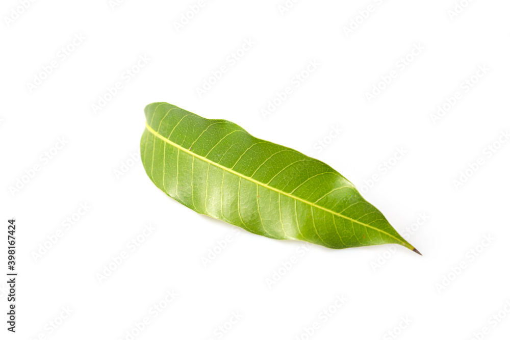 Obraz premium Mango leaf isolated