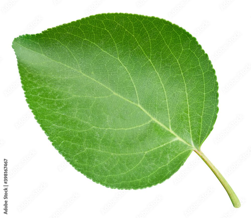 Apricot leaf isolated on a white background Apricot leaf isolated on a white background