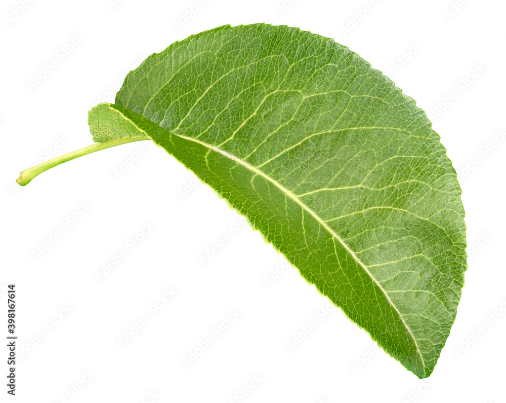 Apricot leaf isolated on a white background Apricot leaf isolated on a white background