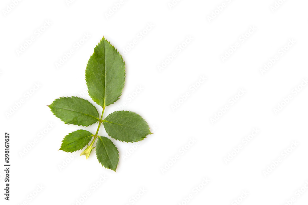 Fresh green rose leaf isolated Fresh green rose leaf isolated
