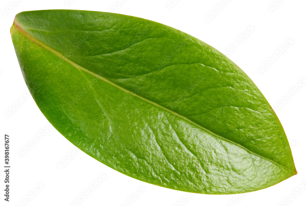 Obraz premium Nut leaf isolated on a white background