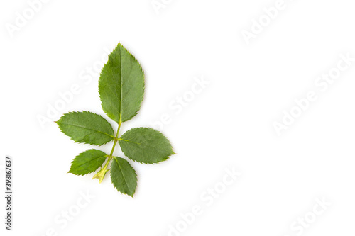 Fresh green rose leaf isolated