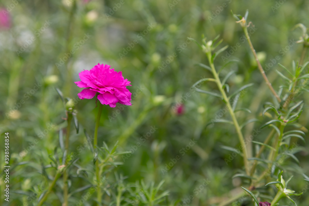 This little pink flower, Little Hogweed plant is used as soil cover plant This little pink flower, Little Hogweed plant is used as soil cover plant