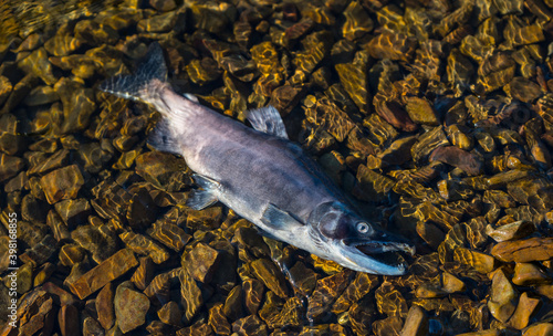 фотографія Male Kokanee Salmon dead after spawning in Coeur d'Alene, Idaho