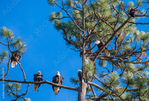 Six Bald Eagles perched in a tree at Higgens Point in Coeur d'Alene, Idaho photo