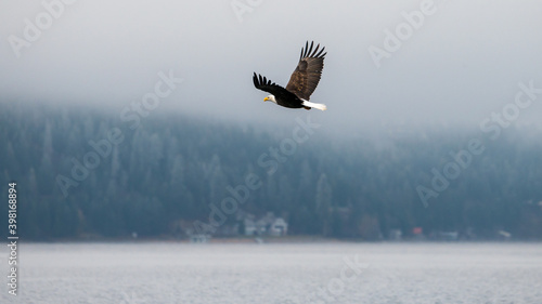 Bald Eagle flying over the water on a winter day in Coeur d'Alene, Idaho