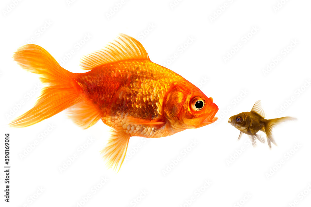 Fototapeta premium Gold fish standing out from the crowd