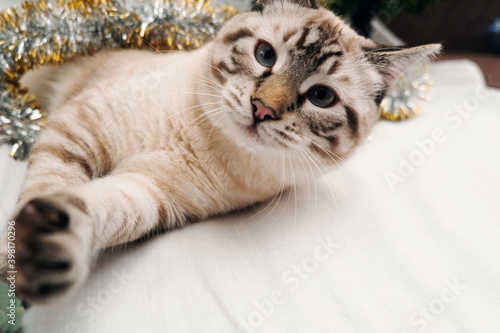 cute cat playing with festive christmas tinsel