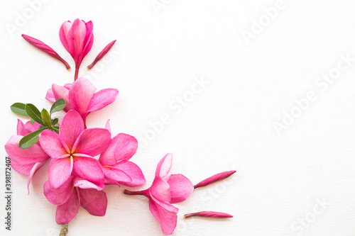 pink flowers frangipani local flora of asia arrangement flat lay postcard style on background white