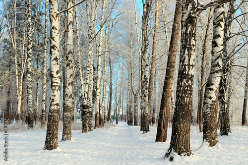 Snow path through winter birch forest