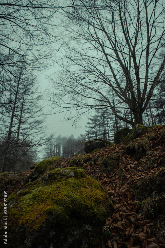 Obraz premium 霧に包まれた山