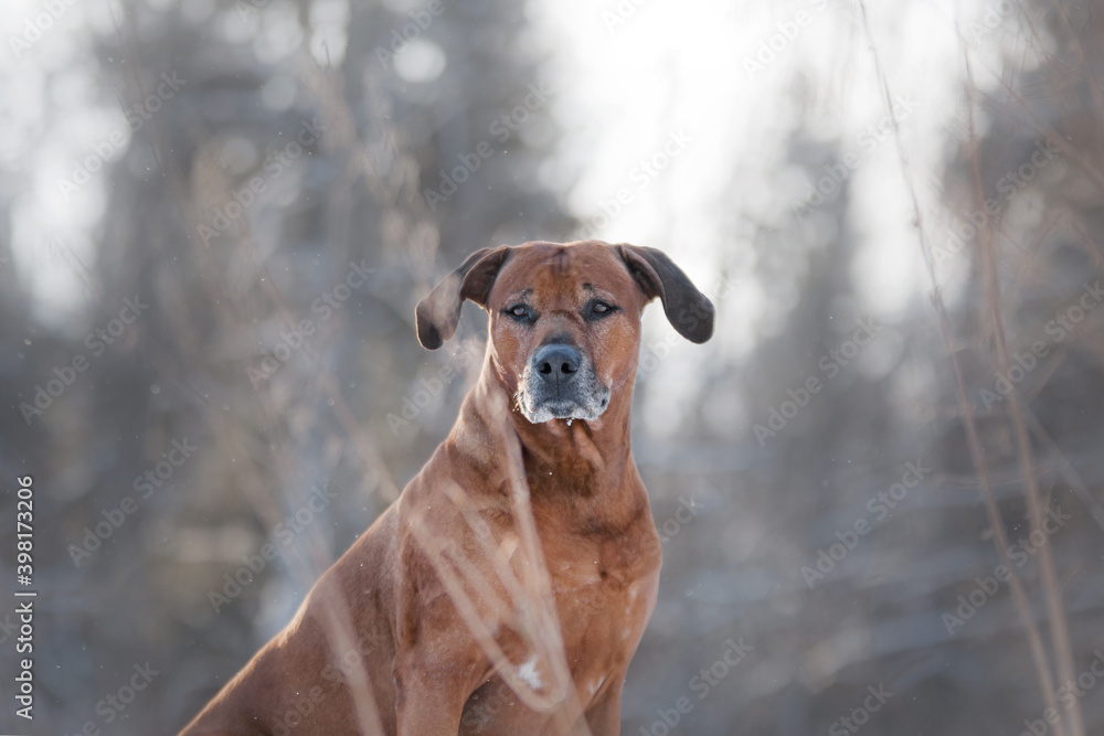 red dog in the snow. rhodesian ridgeback in nature in winter red dog in the snow. rhodesian ridgeback in nature in winter