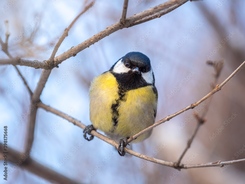 Cute bird Great tit, songbird sitting on a branch without leaves in the autumn or winter. Cute bird Great tit, songbird sitting on a branch without leaves in the autumn or winter.