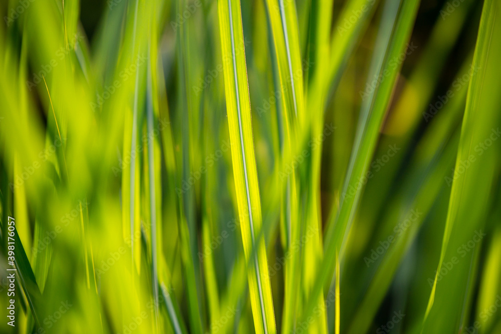 green grass background green grass background