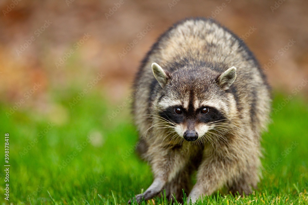 Naklejka premium Raccoon at Stanley Park, Vancouver, British Columbia