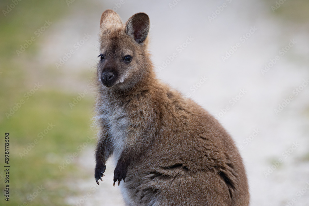 Naklejka premium Pademelon taken at Narawntapu National Park, Tasmania, Australia