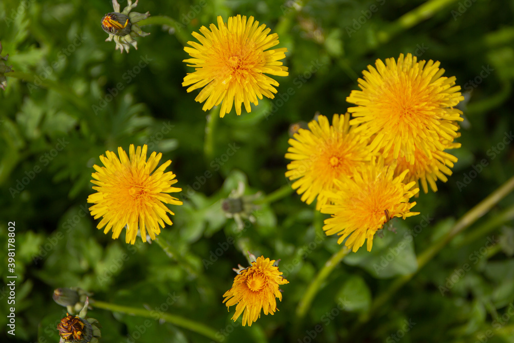 Obraz premium Yellow dandelion flowers (Taraxacum officinale)