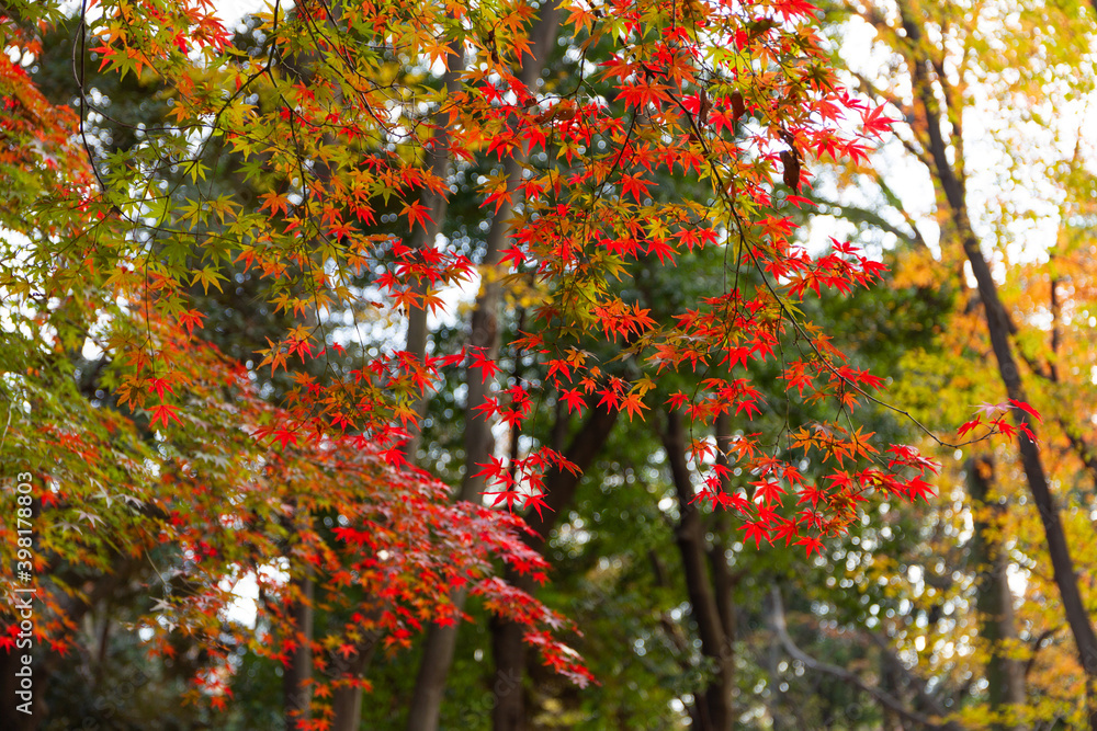 Colourful mixture of red, yellow and green leaves photo with blurred background taken in Autumn at Yoyogi park, Shibuya ward, Tokyo, Japan, December 1, 2019 Colourful mixture of red, yellow and green leaves photo with blurred background taken in Autumn at Yoyogi park, Shibuya ward, Tokyo, Japan, December 1, 2019