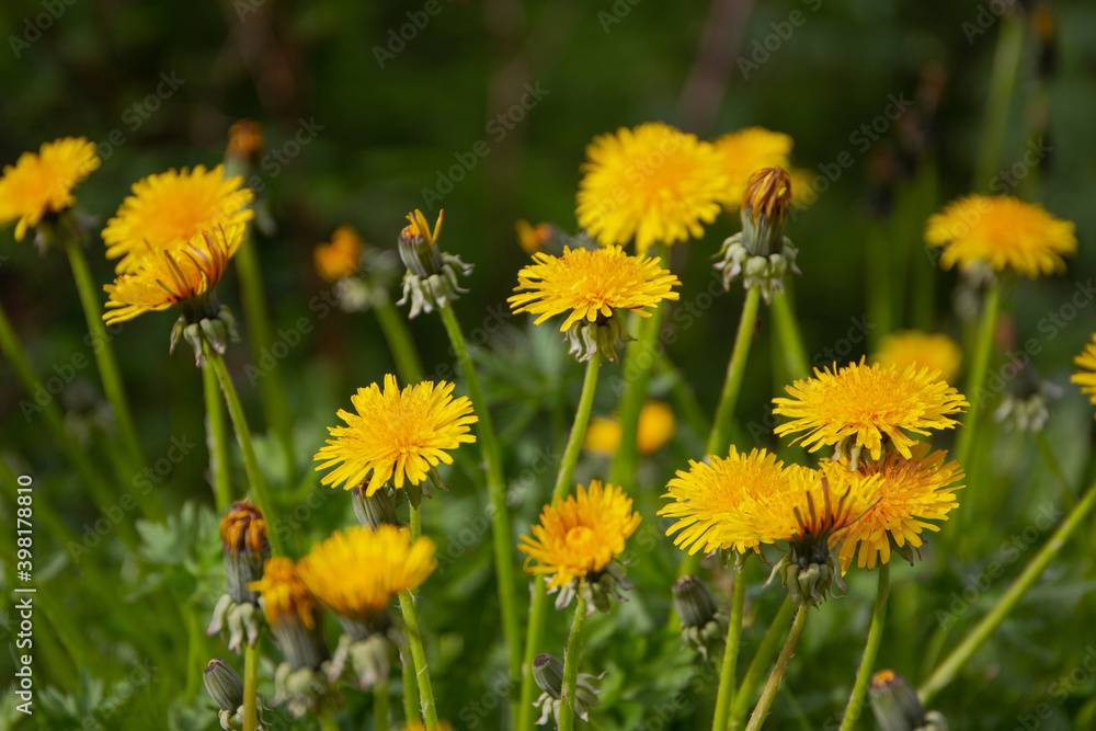 Yellow dandelion flowers (Taraxacum officinale) Yellow dandelion flowers (Taraxacum officinale)