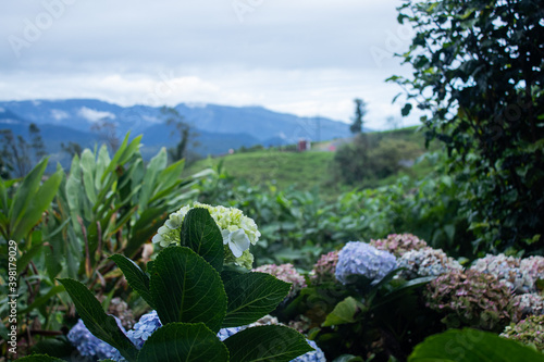 landscape with sky and clouds and flowers
