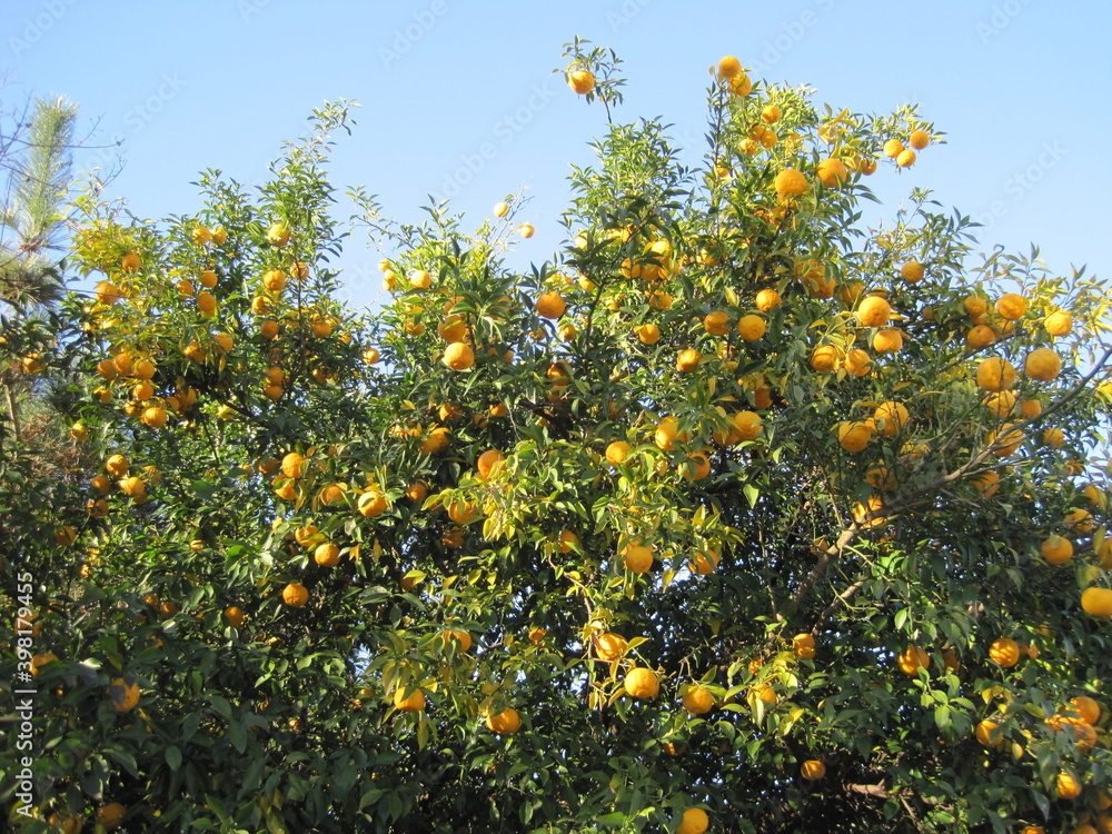 Yuzu tree with lots of fruit