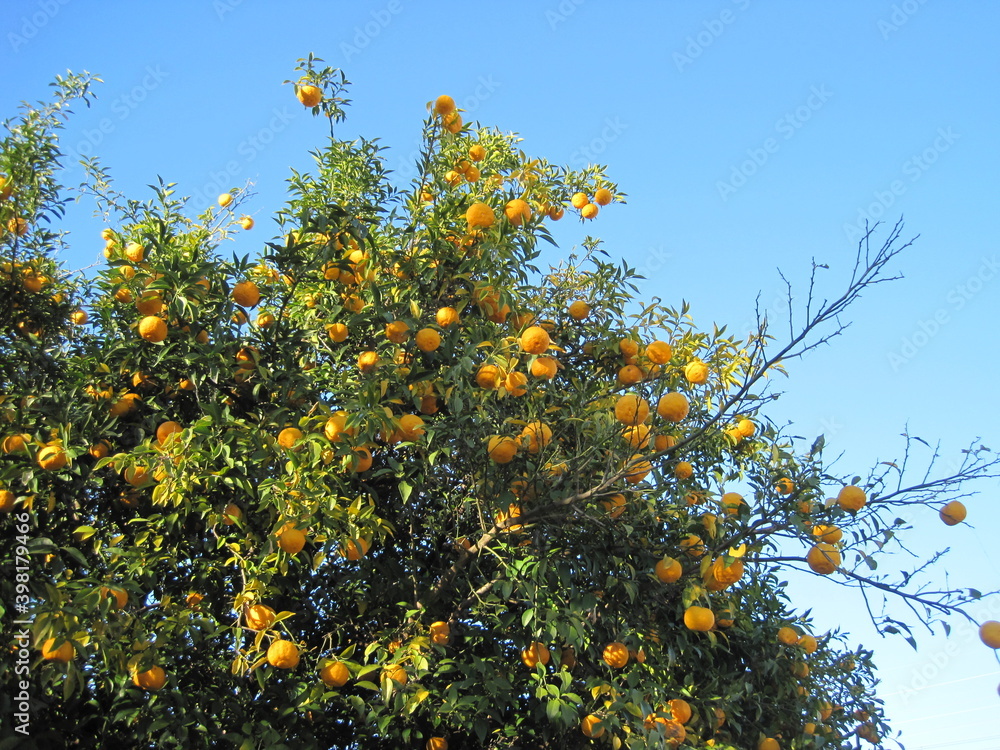 Yuzu tree with lots of fruit Yuzu tree with lots of fruit