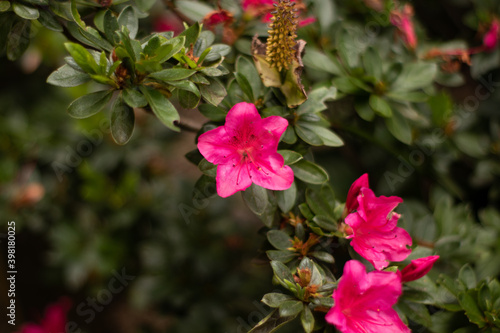 pink rose bush