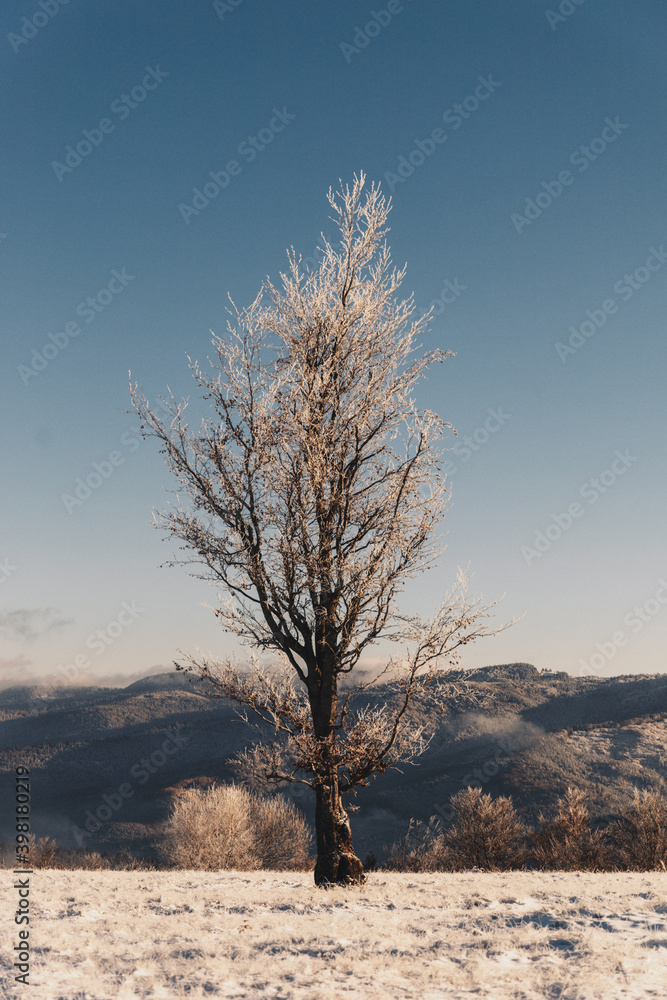 Snow covered tree. Winter forest. Snow covered tree. Winter forest.