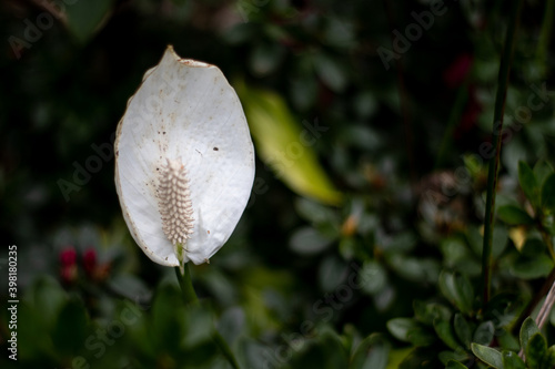 white flower in a garden
