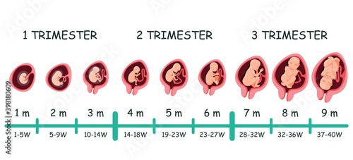 Obraz na plátně Human embryo growth development pregnancy stage timeline